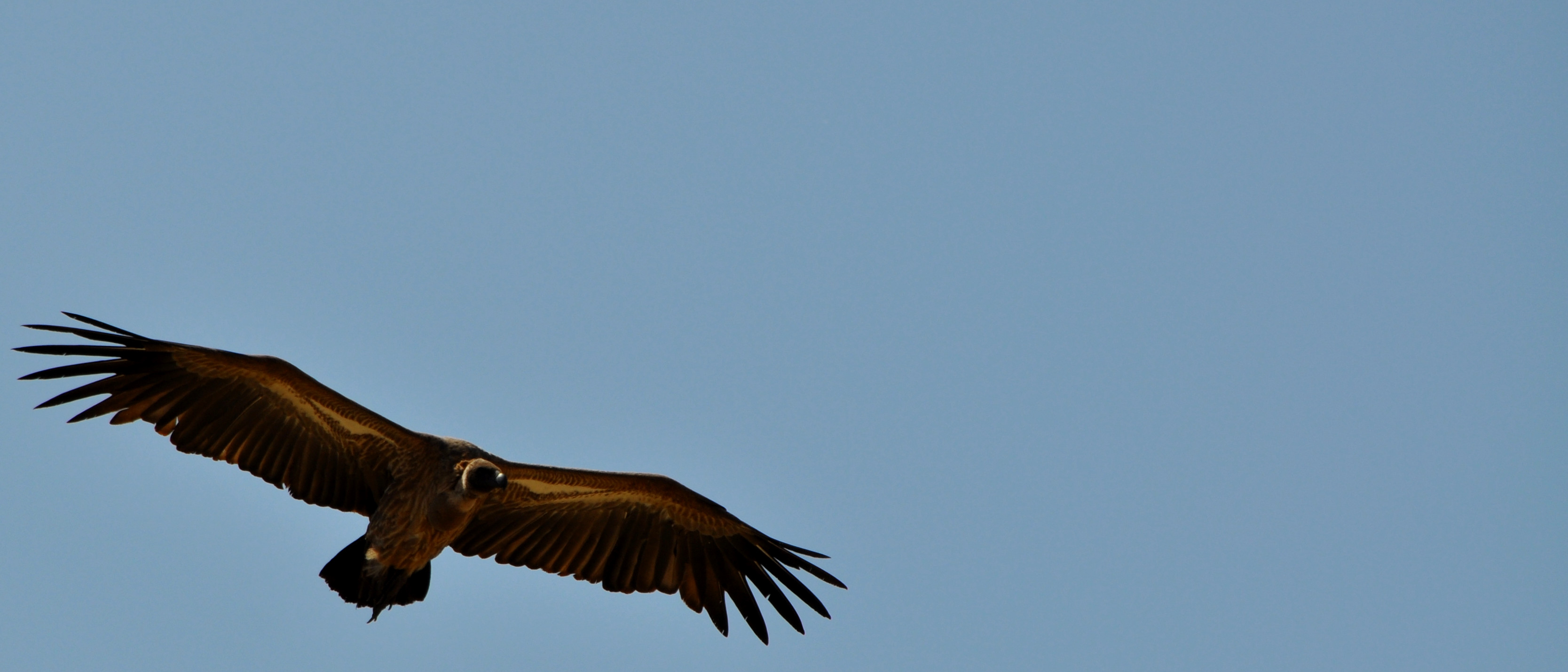 Biology Trip to Tanzania - July 2015